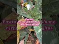 3 Bimë Që Ju Ndihmojnë Të Flini Më Mirë Bime Bimebrendshme Bimetezbukurimit Dhomaegjumit 
