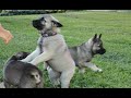 Cute Norwegian Elkhound puppies! の動画、YouTube動画。
