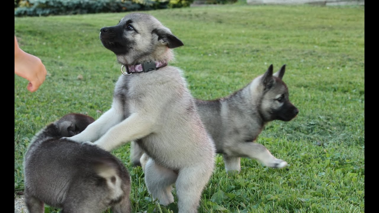 Cute Norwegian Elkhound Puppies!