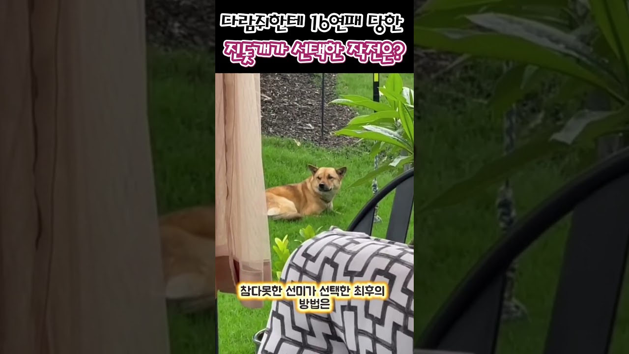 다람쥐한테 16번 털린 진돗개의 존버 메타!!