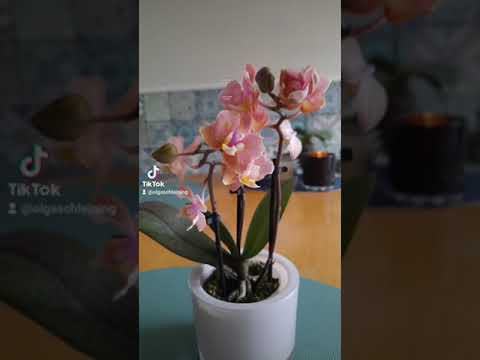 Фаленопсис Scention парфюмерная