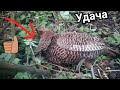 Проверка новой ловушки на фазана (удача)2часть
