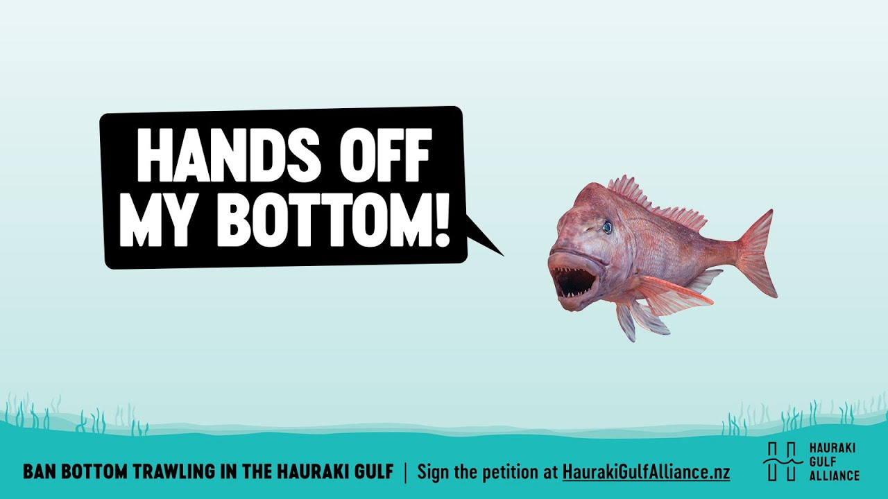 Ban bottom trawling in the Hauraki Gulf 