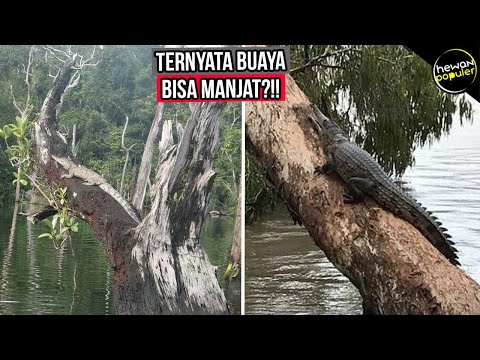 Bisa Manjat Pohon! Inilah Kemampuan Buaya Yang Sering Diremehkan