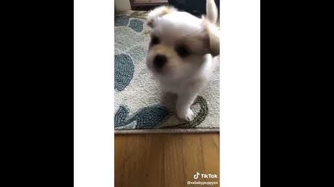 Tik Tok - Algorithmic Boost Request - 2000000 #YTBoostRequest