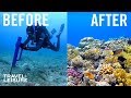 How Scientists Are Restoring The Great Barrier Reef | Travel + Leisure