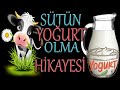 Bir Sütün Hayat Hikayesi -:- Nasıl Yoğurt Oldum -:- Hamdım , Piştim , Mayalandım
