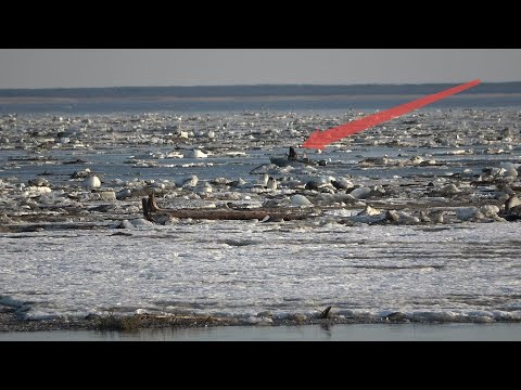 Video: O Engleskom Zagrljaju I Hladnoći Japana