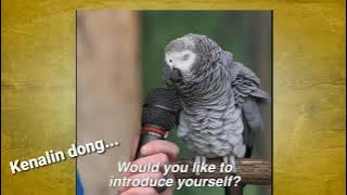 Burung Beo Paling Cerdas Ngomong Inggris  !!!//Parrot Can Speak English?
