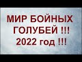 ВЫВОДНОЙ СЕЗОН  2022 !!!  ПОДГОТОВКА  !!! #голуби2022##бакинскиеголуби##бойныеголуби##линияАрифа#