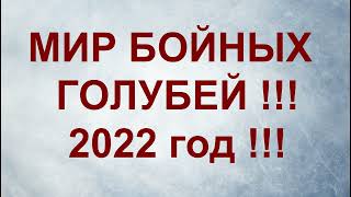 ВЫВОДНОЙ СЕЗОН  2022 !!!  ПОДГОТОВКА  !!! #голуби2022##бакинскиеголуби##бойныеголуби##линияАрифа#