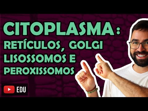 Video: Vai endosoma kļūst par lizosomu?