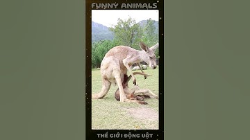 Chuột túi kangaroo và những điều thú vị - Funny animals #shorts #kangaroo