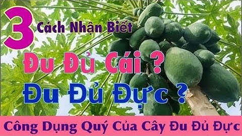 Ba Cách Đơn Giản Để Nhận Biết Đu Đủ Đực và Đu Đủ Cái. Công Dụng Tốt của Lá và Hoa của Cây Đu Đủ Đực.