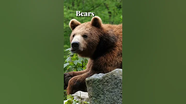 Are bears dangerous? #wildlife #bear #wildanimals