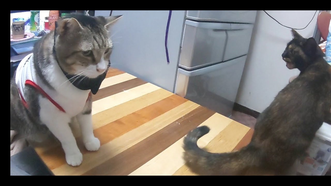 保護猫#多頭飼い#一緒にベッドで#可愛いcute#癒し 同じ部屋で寛ぐ姿 