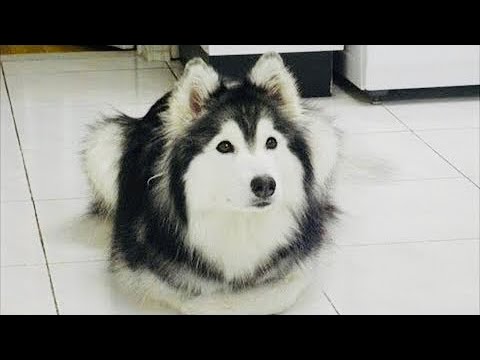Хаски, воспитанный кошками,