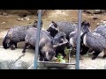 ゴハンにがっつくホンドタヌキのファミリー in 桐生が岡動物園