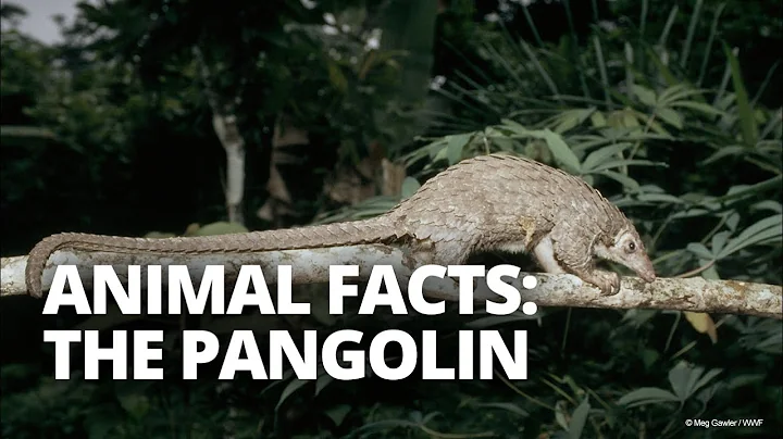Five facts about pangolins