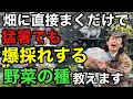【賢い人だけ得をする】これから猛暑も怖くない！超おすすめ野菜の種教えます　　　　【園芸】【家庭菜園】【初心者】
