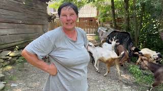 Кордон, дуби-велетні та дресировані кози. Село Стужиця, Закарпаття. Захід України зараз.West Ukraine