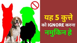 यह 5 कुत्ते को IGNORE नमुकिन हे : BEST 5 DOG BREEDS