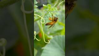 Nature works silently... but touches the soul loudly #nature #explore #bee #iphonephotography
