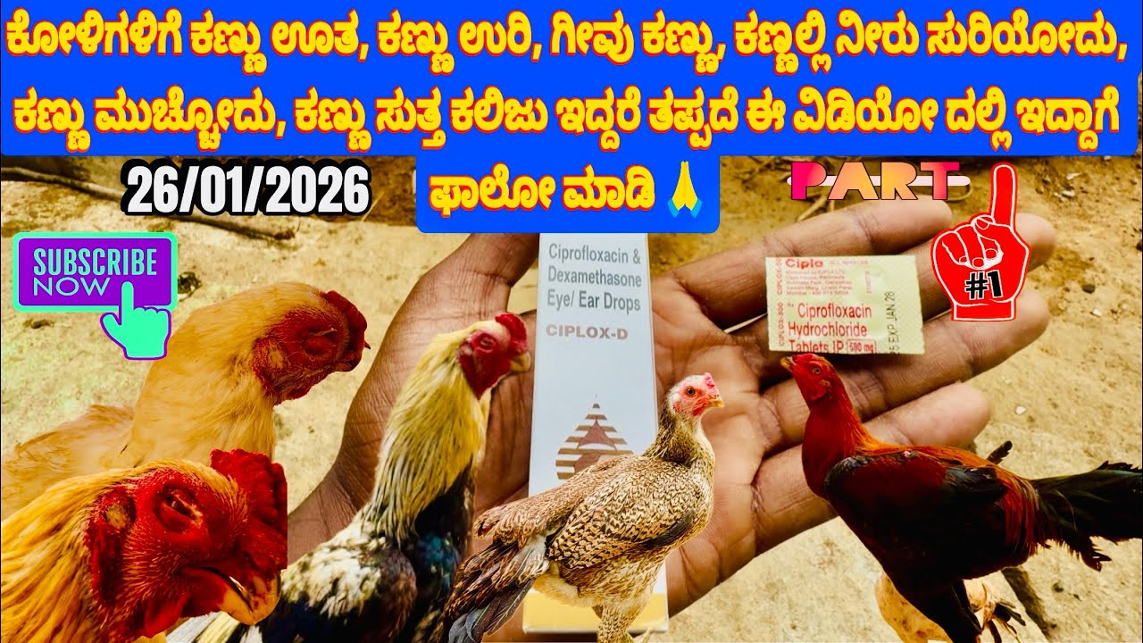 ಕಣ್ಣು ಊತ, ಕಣ್ಣು ಉರಿ, ಗೀವು ಕಣ್ಣು, ಕಣ್ಣಲ್ಲಿ ನೀರು ಸುರಿಯೋದು,ಕಣ್ಣು ಮುಚ್ಚೋದು, ಪರಿಹಾರ 👉#murga #birds #peru 