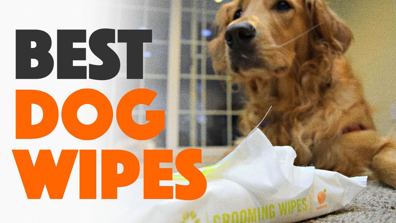 Top 5 Best dog wipes best dog wipes to buy in 2020 YouTube