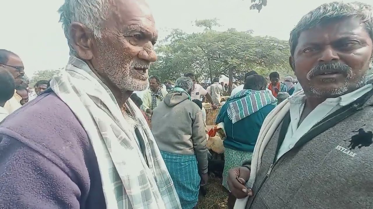 పెబ్బేరు గొర్రెల సంత 🔥 హైదరాబాద్ వ్యాపారులు షాక్ | South India Biggest Sheep Market Today 🐑#329 