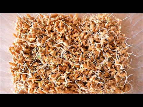 Как прорастить семена пшеницы в домашних условиях для еды