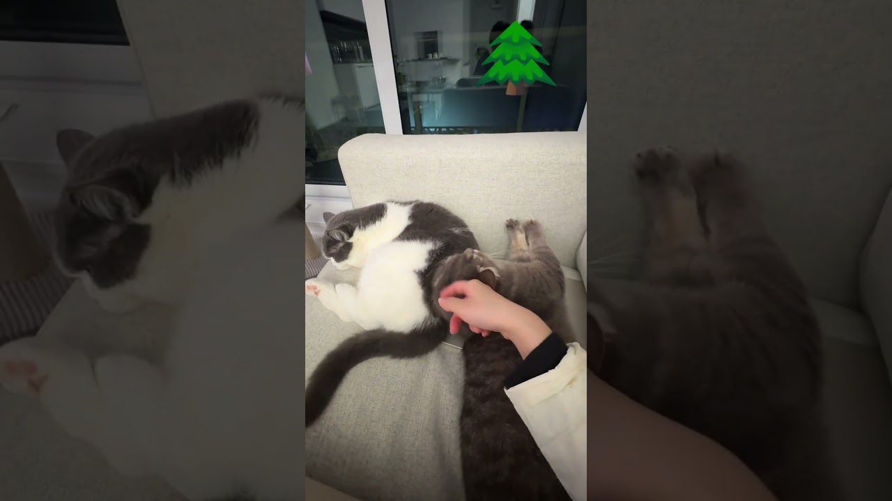 Ultimate Cozy Spot: Cat Edition! 🐱💕🍑 