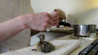 Hand-feeding 9-day old baby dove