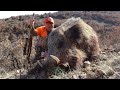 PERFECT WILD BOAR HUNTING- SARIKAYA YABAN DOMUZU AVI-CHASSE AU SANGLIER