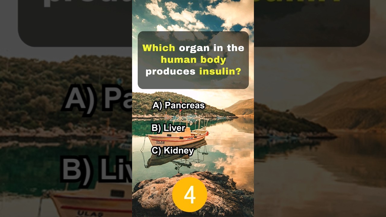 Which Organ In The Human Body Produces Insulin quiz generalknowledge Which Organ In The Human Body Produces Insulin quiz generalknowledge