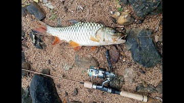 câu cá thác Giang Điền bao phê [ Jungle Perch ]