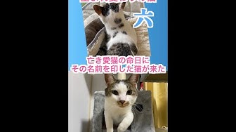 生まれ変わりの猫 Youtube