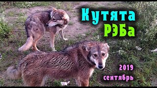 Кутята РЭБа сентябрь 2019