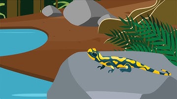 Illusions of visual motion: How are they used in nature, design, art?