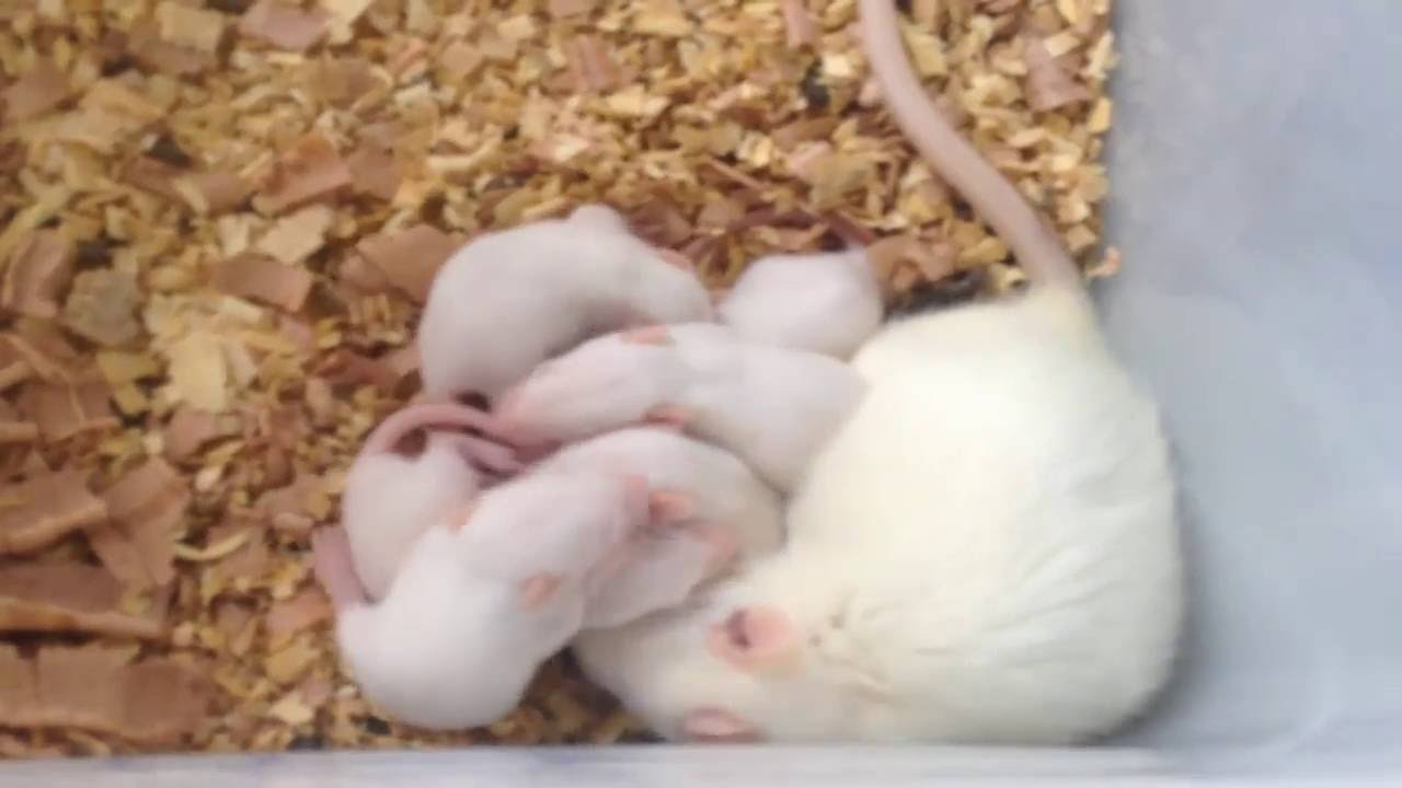 Cute Baby Rats With Their Mom Youtube Cute Baby Rats With Their Mom Youtube