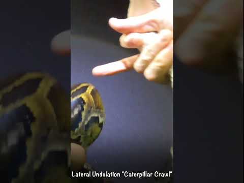 Python using Lateral Undulation "Caterpillar Crawl"