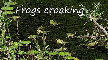 Frogs Croaking Relaxing Frog Sounds 1 Hour Beautiful Video Of Green Water Frogs In Nature Pond Frogs Croaking Relaxing Frog Sounds 1 Hour Beautiful Video Of Green Water Frogs In Nature Pond