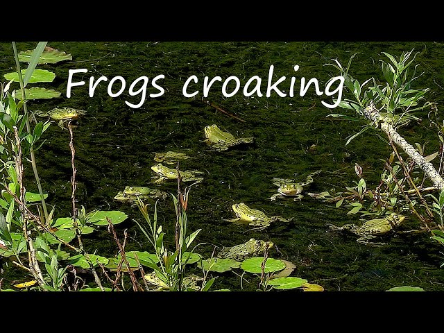 Frogs Croaking • Relaxing Frog Sounds 1 Hour • Beautiful Video of Green Water Frogs in Nature Pond class=