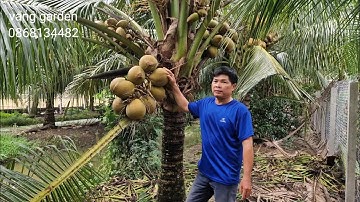 Bán 2 công nhà  vườn dừa trái xum xê[Selling 2 hectares of coconnut garden with lots of fruit]