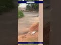 சாலையில் பின்னிப் பிணைந்த பாம்புகள்: வைரலாகும் வீடியோ #TheCovaiMail #NewsUpdate #snake #viralvideo