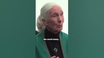Jane Goodall on What We Can Learn From Chimpanzees