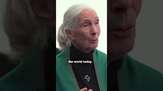 Jane Goodall on What We Can Learn From Chimpanzees