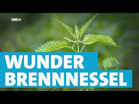 Video: Informationen über Brennnessel - Erfahren Sie, wie man Brennnesselpflanzen tötet