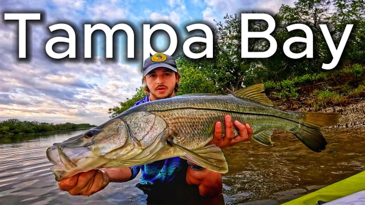 Fishing Tampa Bay with The NLBN Mini Mullet - EPIC Big Snook Battle!
