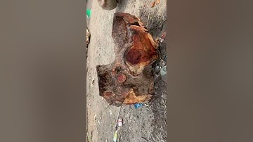 Review gốc càte krôngpa hay còn gọi là gõ đỏ đông đặc 200kg rác mỏng dính đục đẽo cực víp